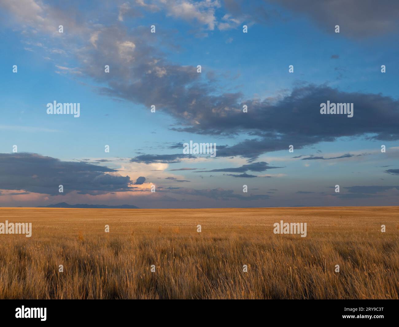 Landwirtschaftliches Feld in der Nähe des Benton Lake Wildlife Reserve mit Highwood Mountains in der Ferne. Fotografiert in Montana während der Goldenen Stunde. Stockfoto