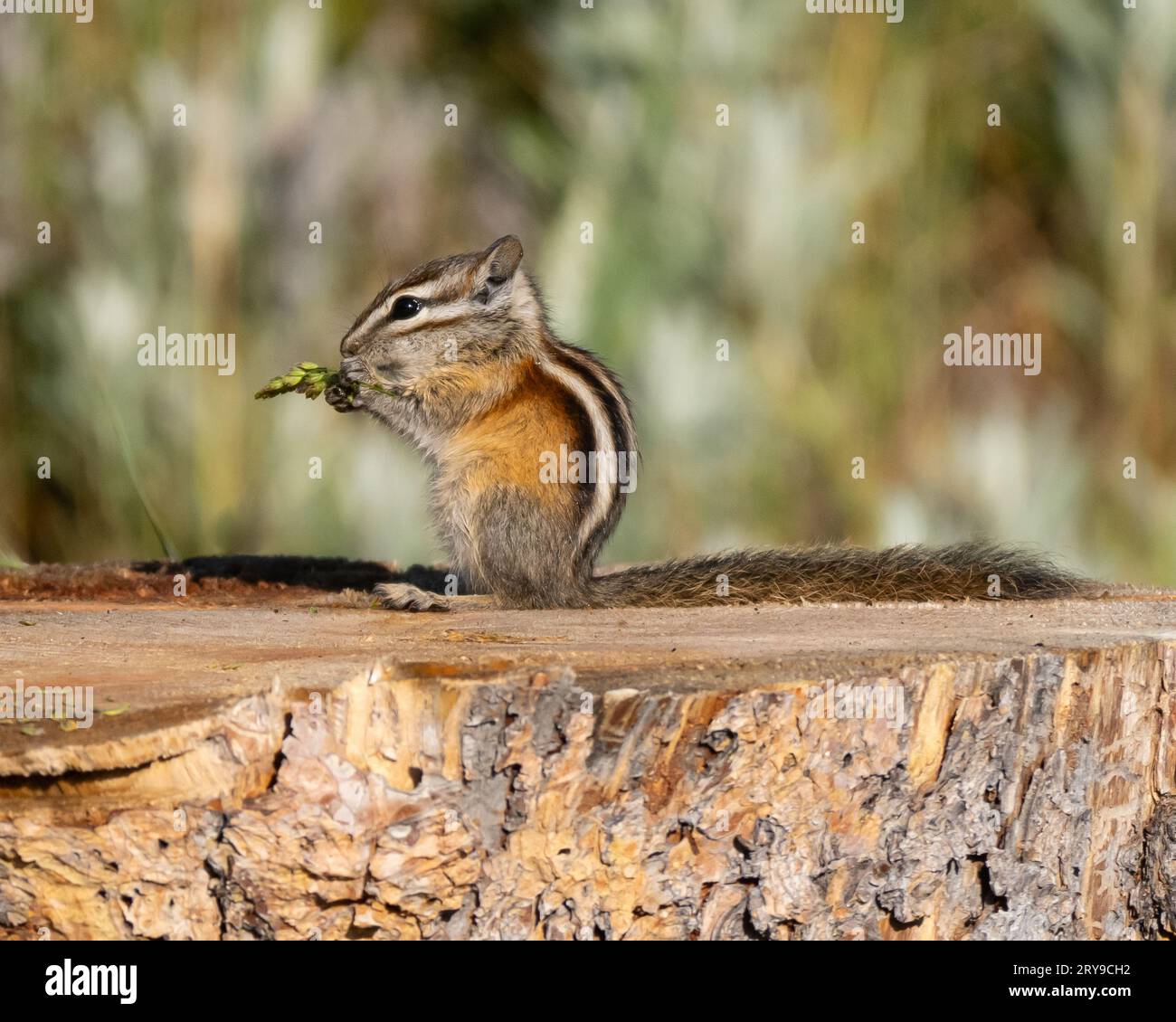 Ein Chipmunk aus Colorado, der auf einem Baumstamm sitzt und eine
