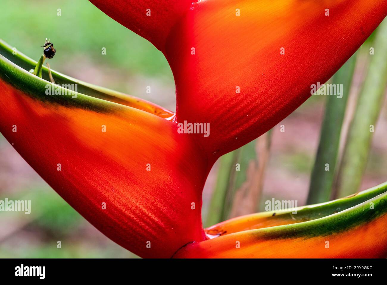 Helikonia-Blüte im Regenwald des amazonas, Perú. Stockfoto