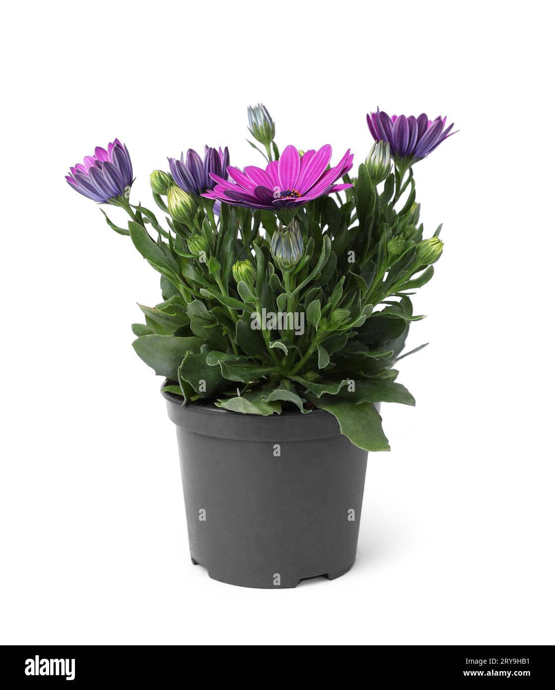 dehner zimmerpflanzen Zimmerpflanzen Dünger 0,5l – Foliage Dreams