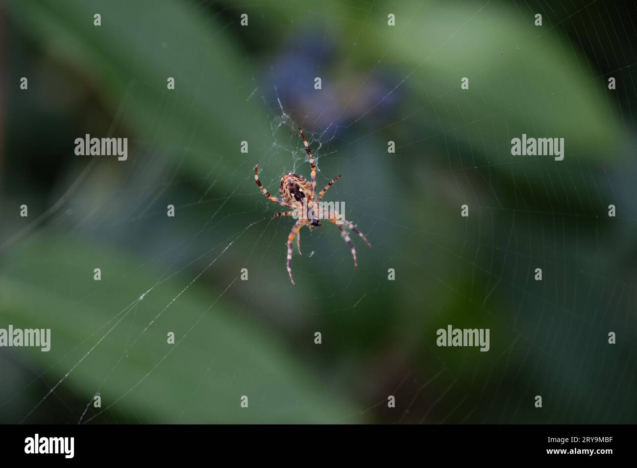 Eine Kreuzspinne in ihrem Netz in Aachen am 26. September 2023. DEUTSCHLAND - AACHEN - SPIDER Credit: Imago/Alamy Live News Stockfoto