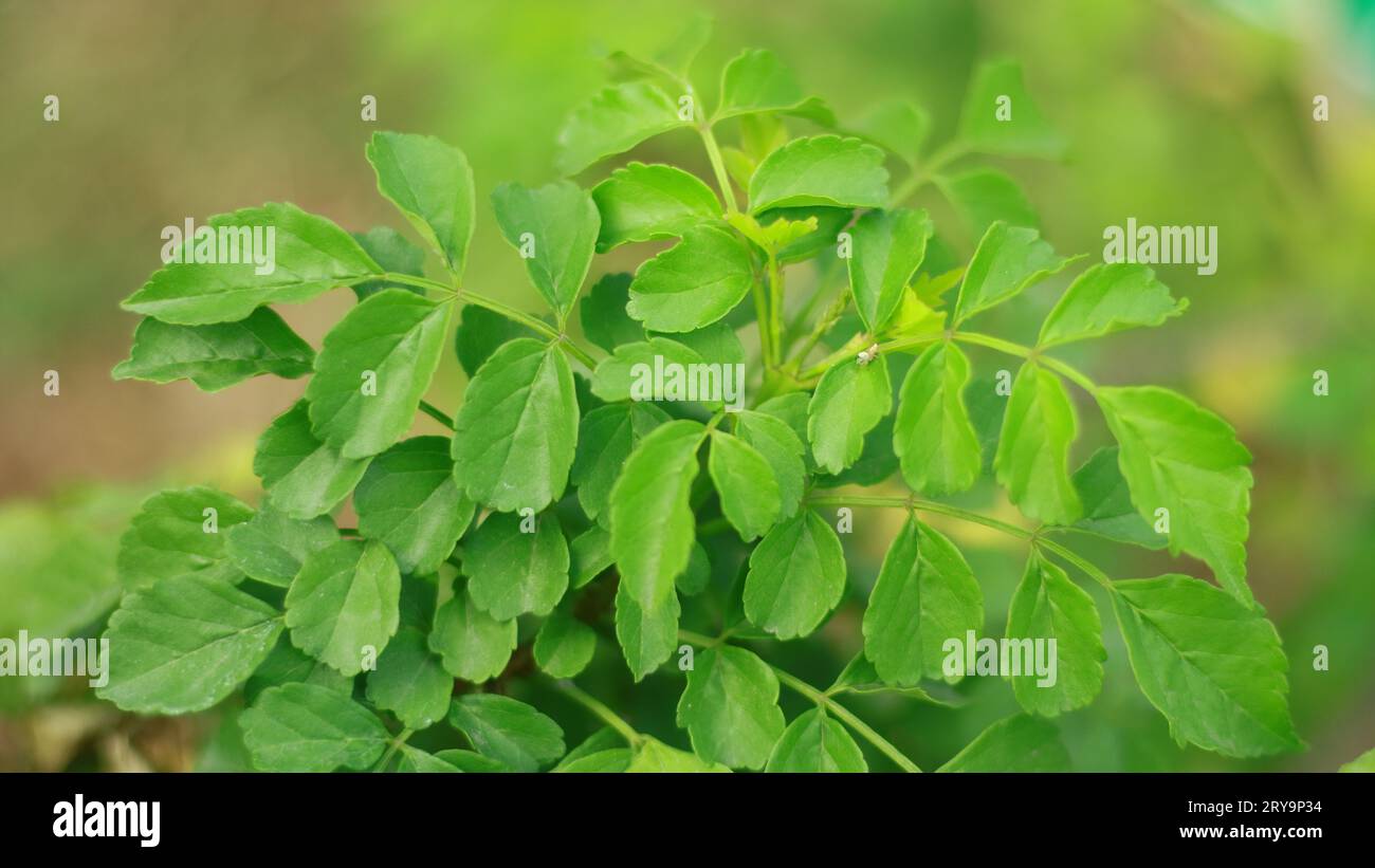 Cape-Geißblatt oder Tecoma capensis-Pflanze. In Indonesien Tekomaria genannt. Eine im Süden heimische Blütenpflanze der Familie Bignoniaceae Stockfoto