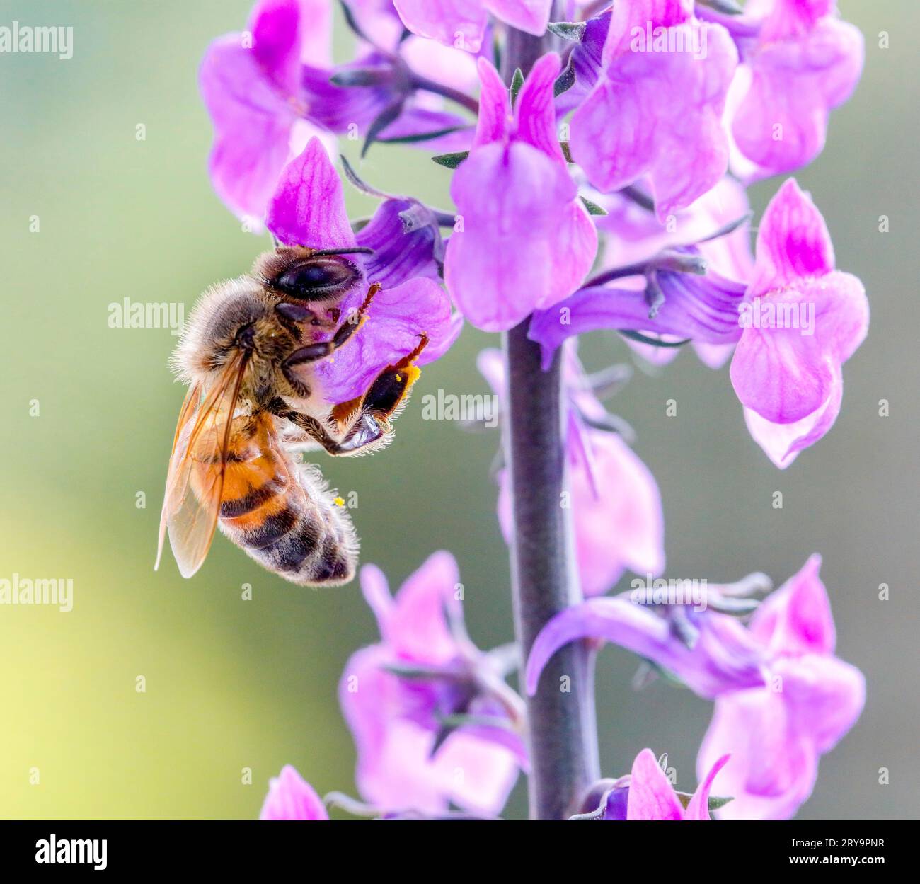 Biene besucht eine Blume Stockfoto