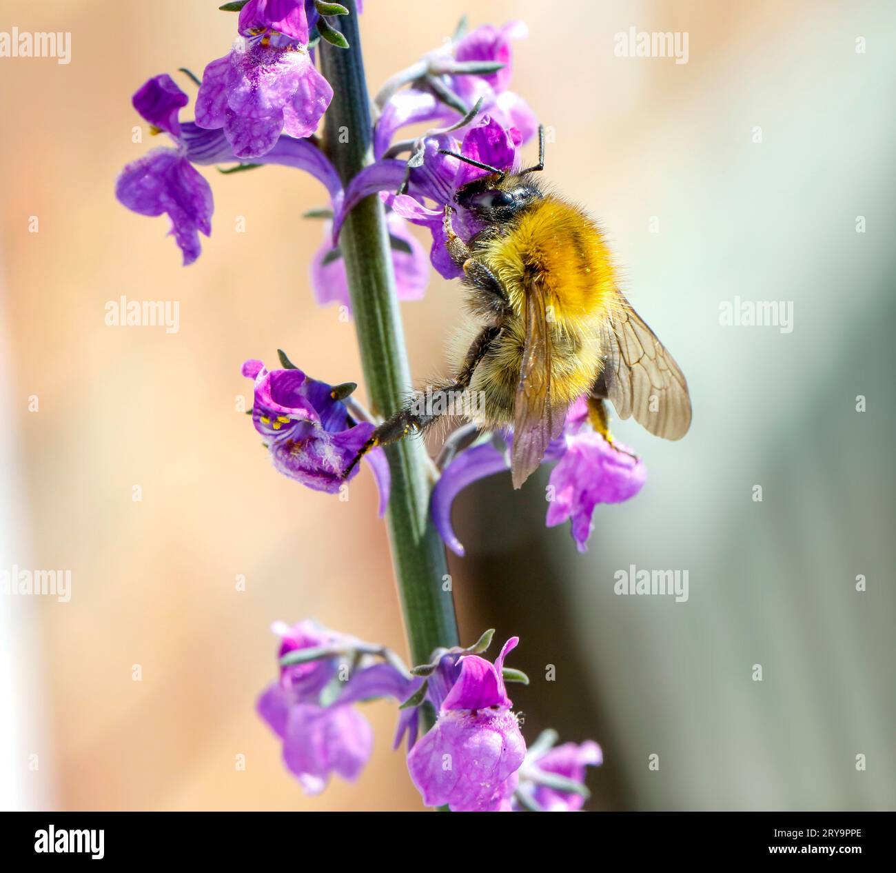Biene besucht eine Blume Stockfoto