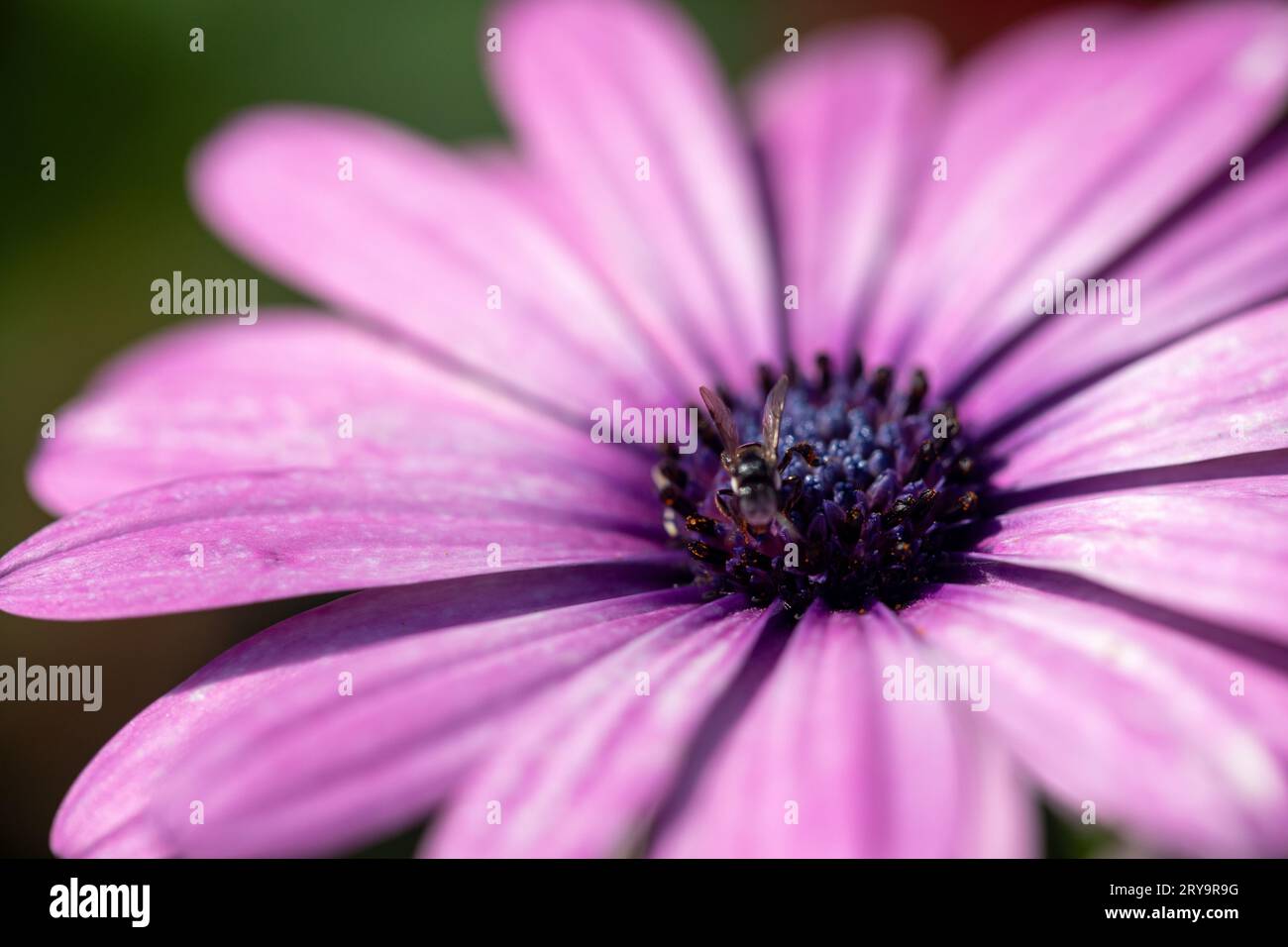 Makrofoto eines violetten Gänseblümchens Stockfoto