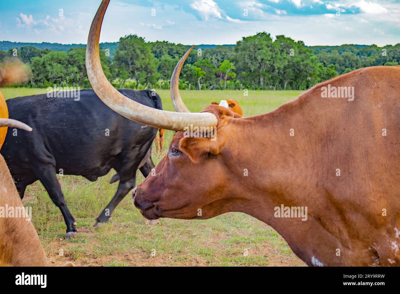Texas Bull mit langen Hörnern auf einem Feld im Sommer. Umgeben von anderen Kühen und Stieren Stockfoto