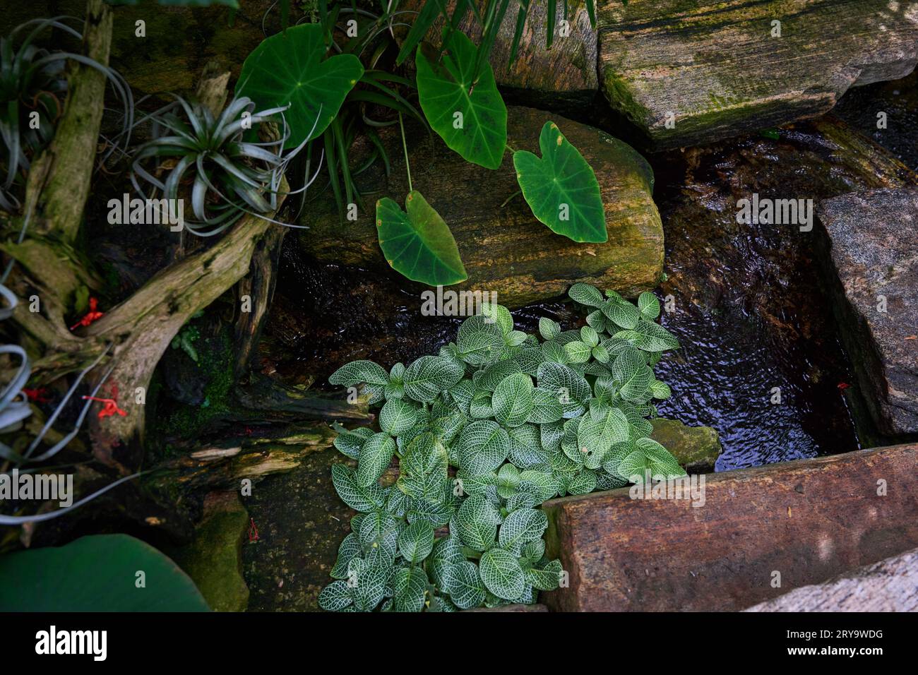 Treten Sie ein in eine bezaubernde Oase! Erleben Sie die üppige Schönheit eines tropischen Gartens im Inneren, der vor lebhaften Farben strotzt Stockfoto