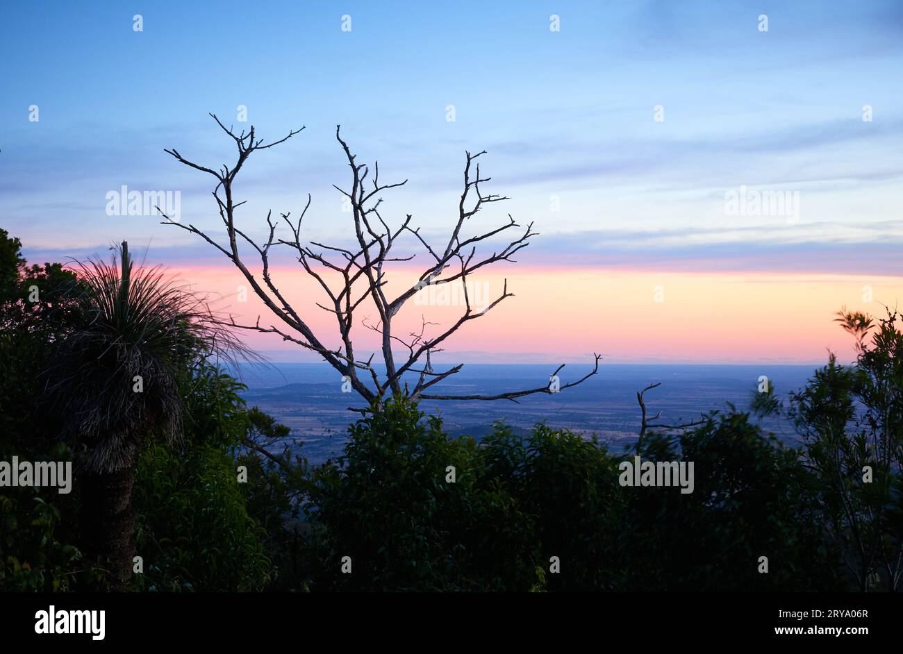 Bunya Mountains Lookout mit flügellosen Ästen vor dem Tableland. Sonnenuntergang, Dämmerungshimmel. Fokus auf den Vordergrund, Hintergrund unscharf Stockfoto