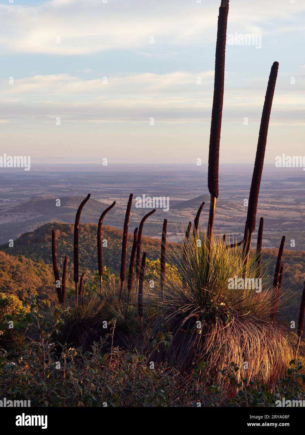 Bunya Mountains Lookout mit Grasbäumen Samenkapseln Silhouetten vor dem Tableland. Sonnenuntergang oder Sonnenuntergang. Fokus auf den Vordergrund, Hintergrund unscharf Stockfoto