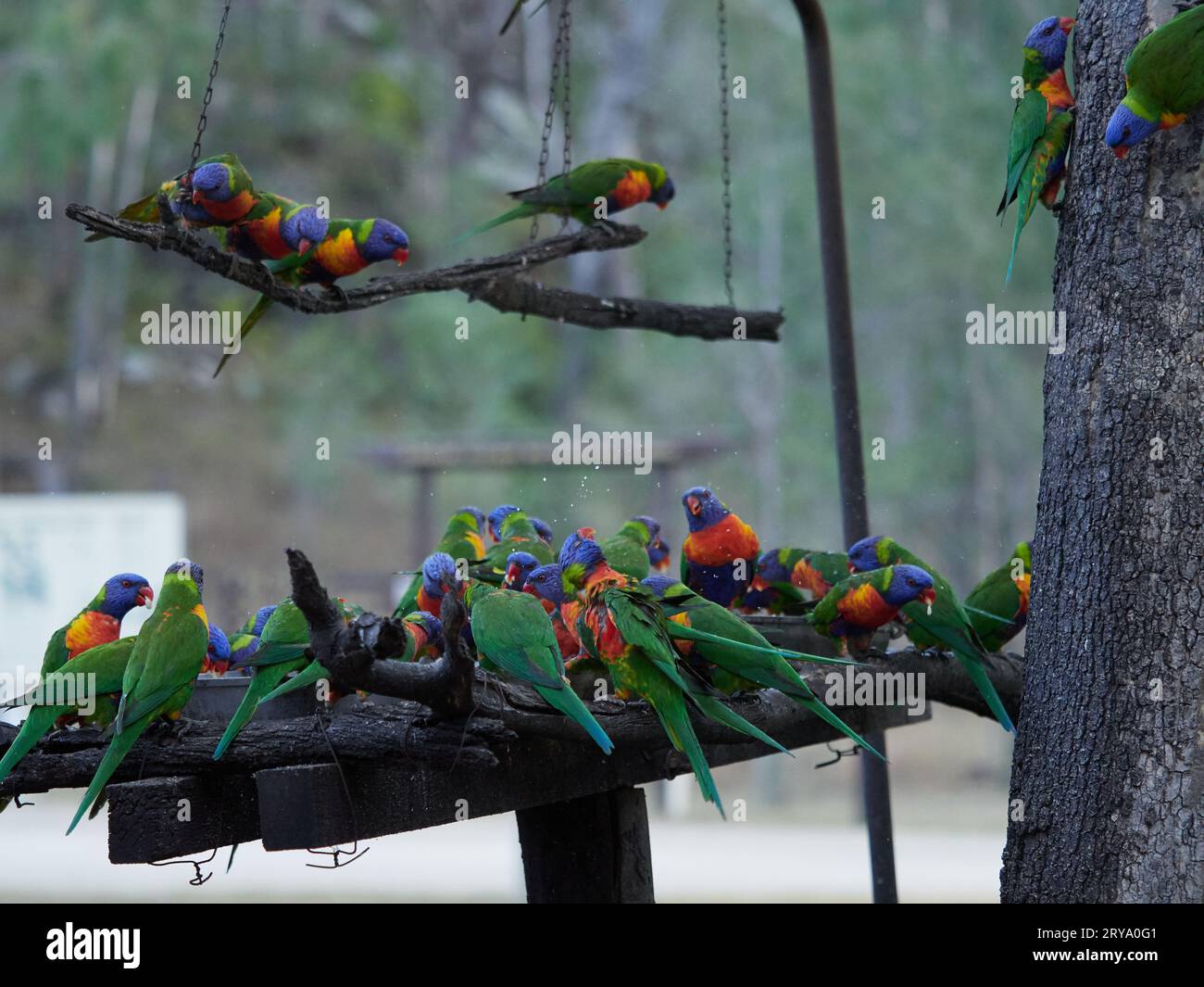 Regenbogenlorikeets füttern an einem künstlichen Futterplatz in der Cania Gorge Queensland Australia, farbenfrohe und lebhafte Vögel in Grün, Orange und Blau Stockfoto