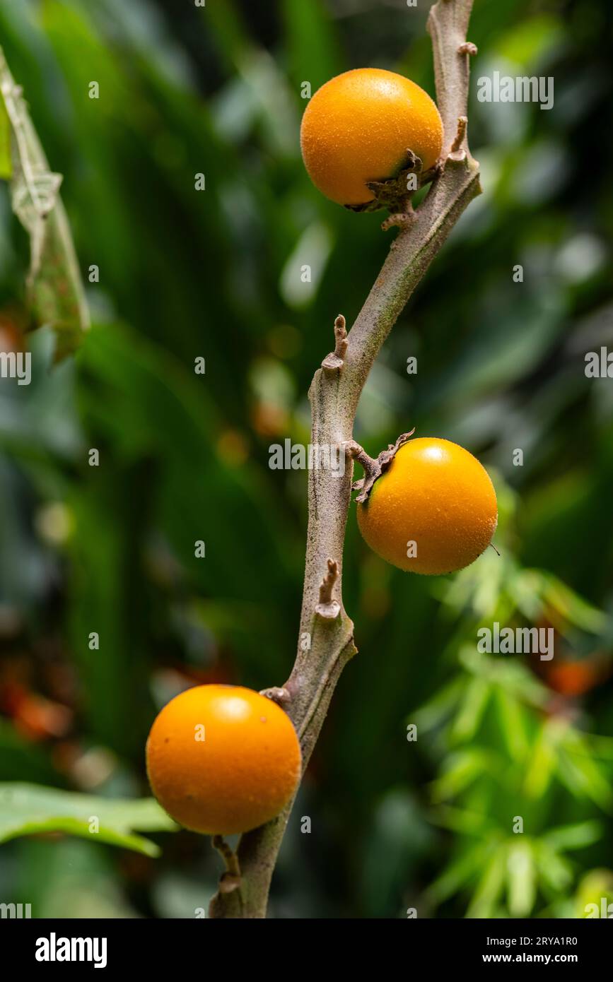 Solanum sessiliflorum, Cocona. Stockfoto