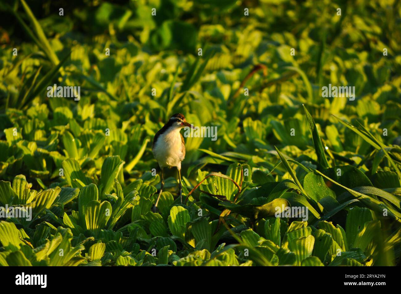 Eine von vielen Vogelarten im peruanischen Amazonasgebiet Stockfoto