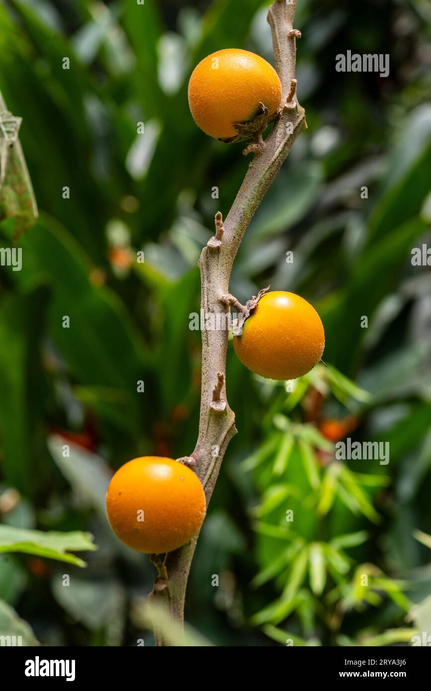 Solanum sessiliflorum, Cocona. Stockfoto