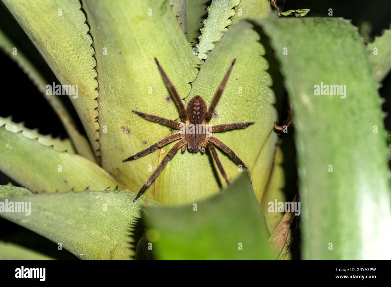 Phoneutria fera (Bananenspinne) Stockfoto