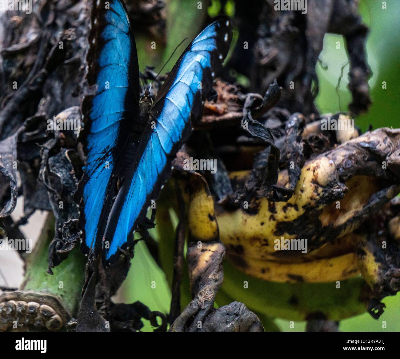 morpho Helionor Schmetterling im amazonaswald, Perú. Stockfoto