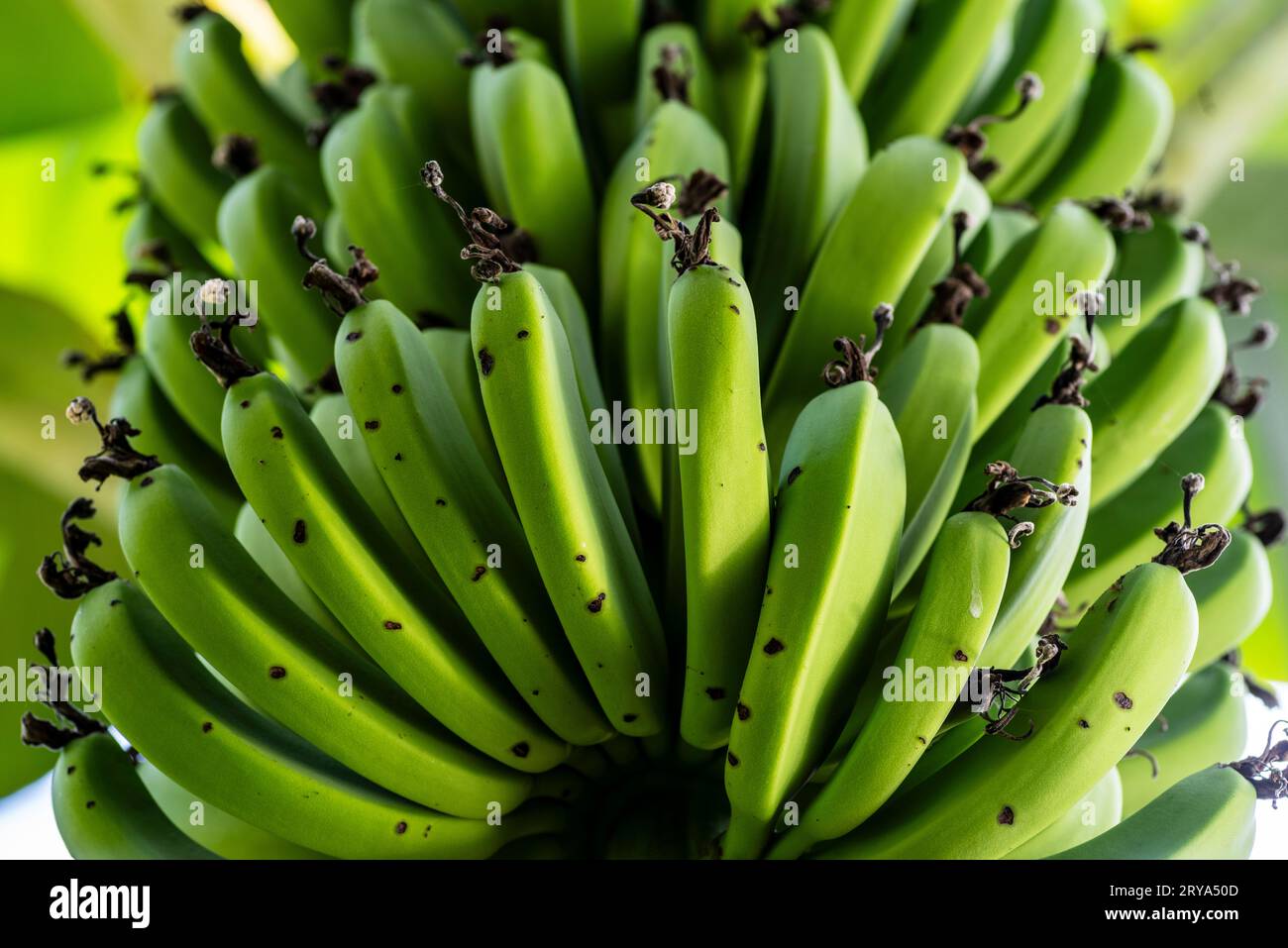 Bananen im regenwald Fotos und Bildmaterial in hoher Auflösung Alamy