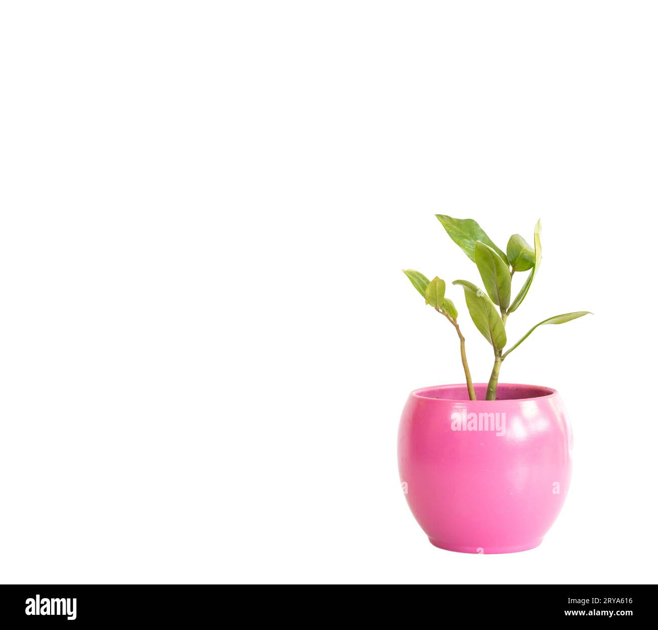 Lange Blätter grüne ZZ-Pflanze in einem rosa Keramiktopf isoliert auf weißem Hintergrund Stockfoto