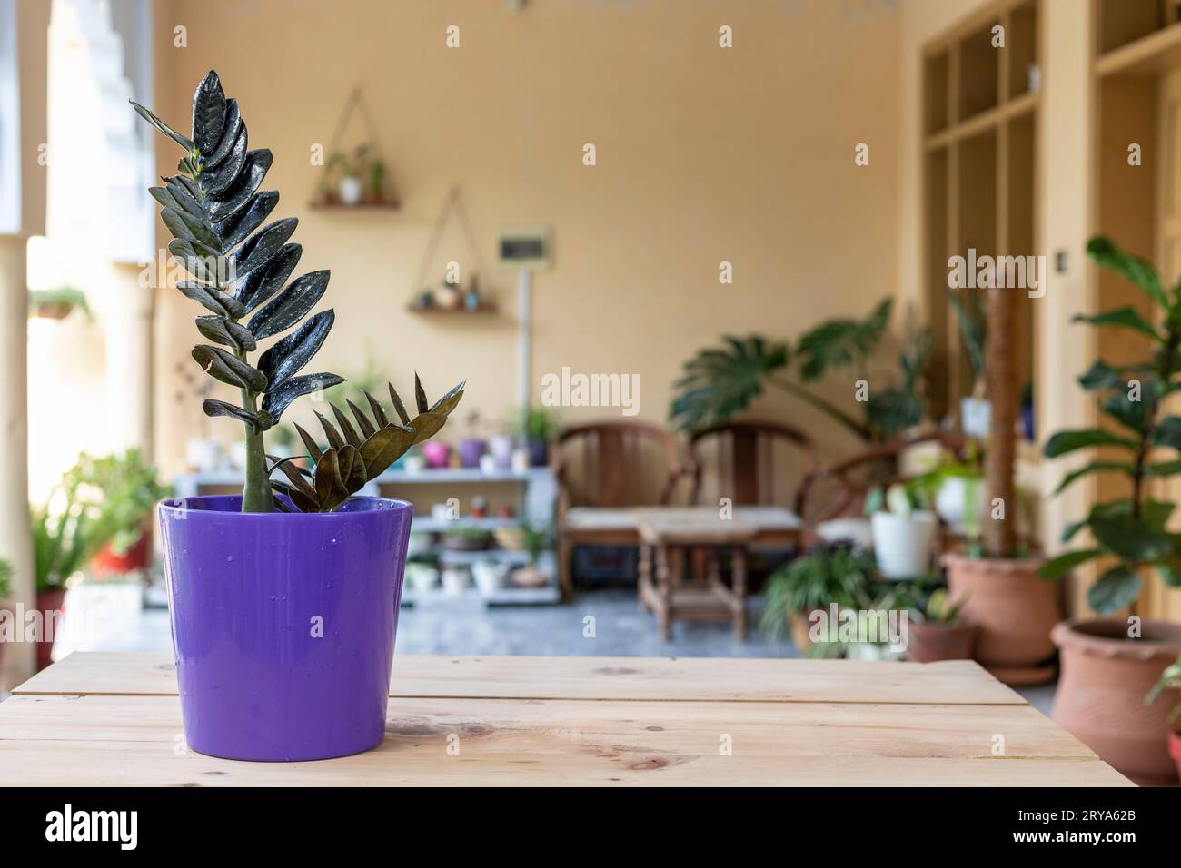 Zamioculcas zamiifolia, schwarze Topfpflanze Stockfoto