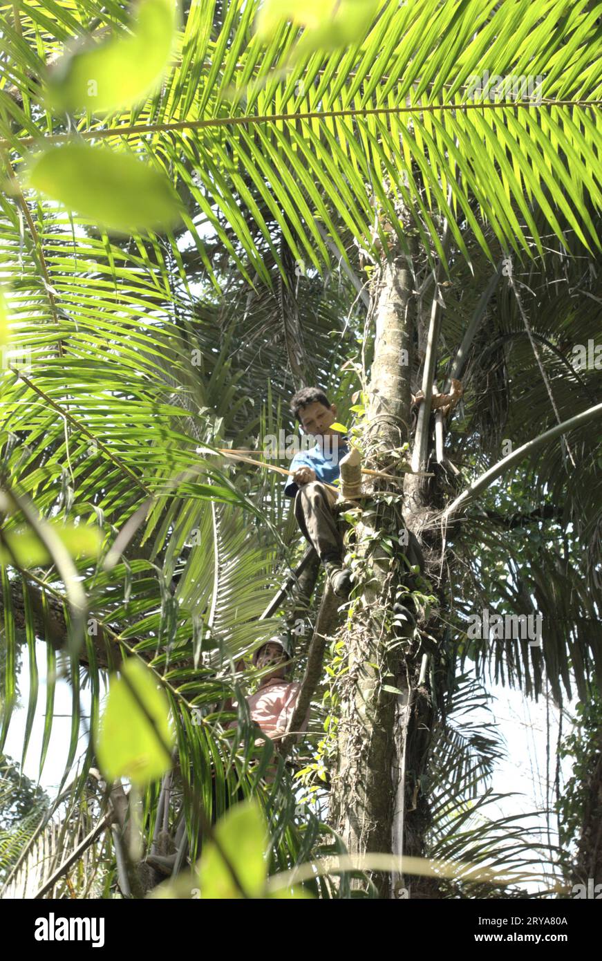 Ein Ranger baut eine Baumplattform für die Überwachung von Wildtieren im Ujung Kulon National Park, Pandeglang, Banten, Indonesien. "Große Gebiete von Nationalparks wurden unter strengen Schutz gestellt, um die Erhaltung der biologischen Vielfalt und die Integrität der Ökosysteme zu gewährleisten; das den Gemeinden den Zugang zu Land und natürlichen Ressourcen entzieht, ihren Lebensunterhalt unter Druck setzt und zu Konflikten in der Gemeinschaft führt“, schrieb ein Forscherteam unter der Leitung von A-li Yang (School of Tourism, Northwest Normal University, Lanzhou) in ihrem 2021 veröffentlichten Artikel von Atlantic Press. Stockfoto