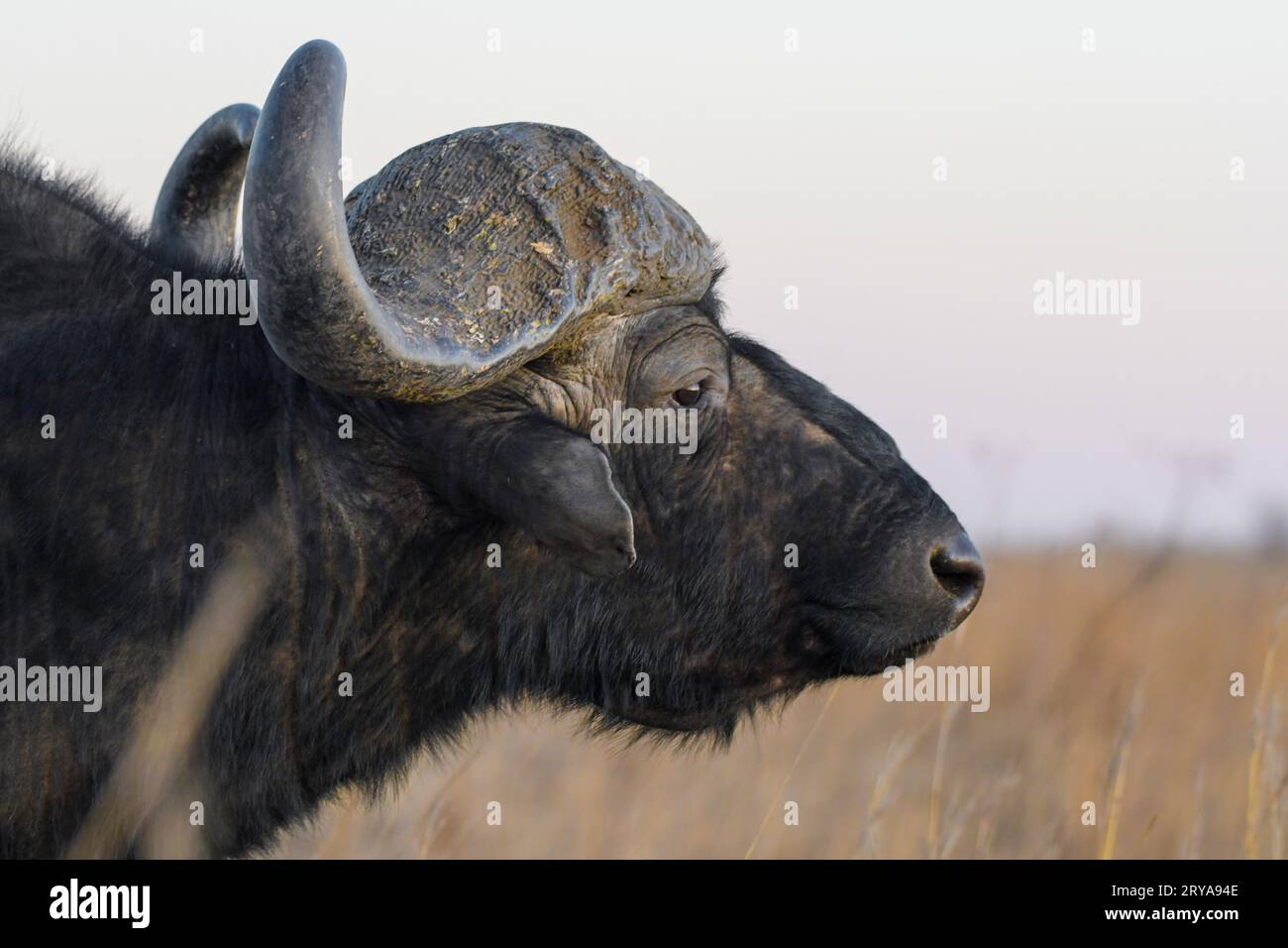 Afrikanisches Büffelbullen-Portrait mit großen Hörnern im Naturschutzgebiet Rietvlei Stockfoto