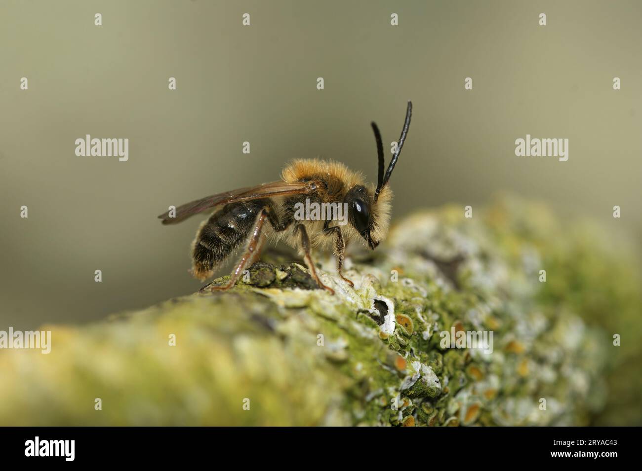 Natürliche Nahaufnahme einer männlichen Bergbaubiene mit Orangenschwanz, Andrena haemorrhoa, die auf einem mit Flechten bedeckten Zweig sitzt Stockfoto