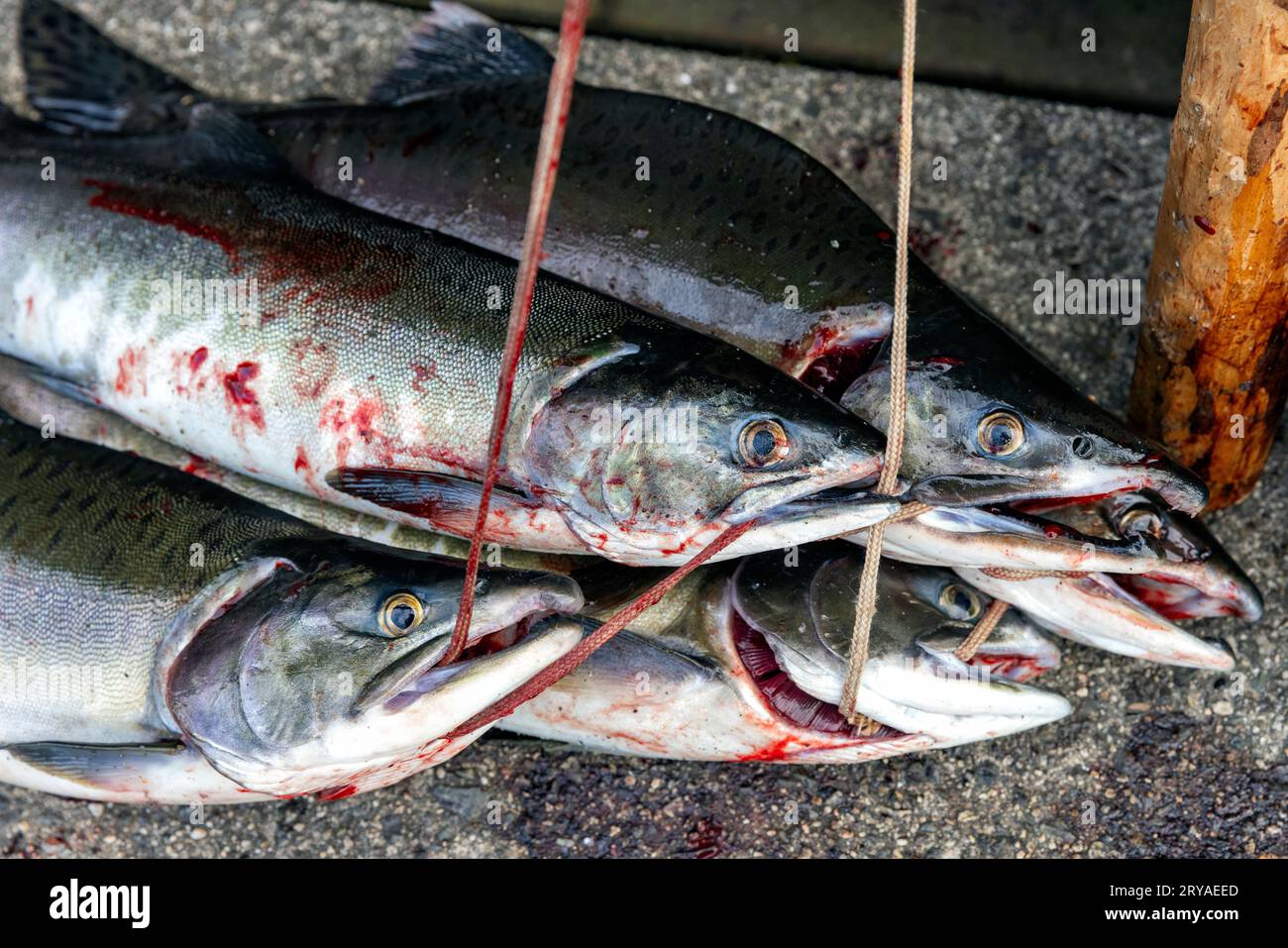 Pink Salmon (Humpy) on Stringer - Ketchikan, Alaska, USA Stockfoto
