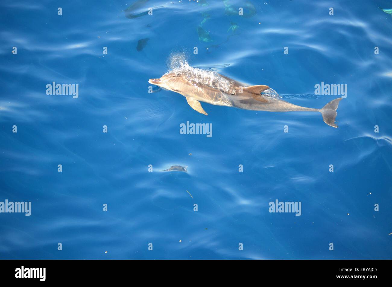 Wilde Delfine in der Nähe von Teneriffa schwimmen Stockfoto