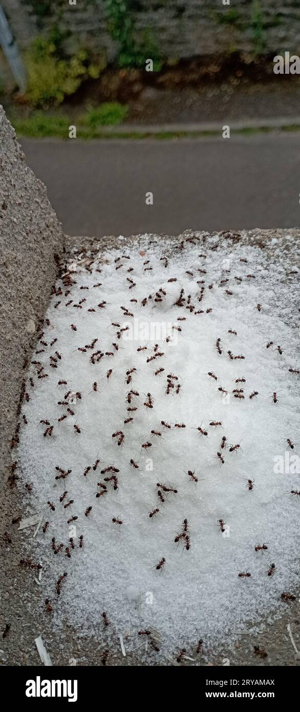 Braune Ameisen krabbeln auf verschüttetem weißem Zucker vor dem Haus Stockfoto