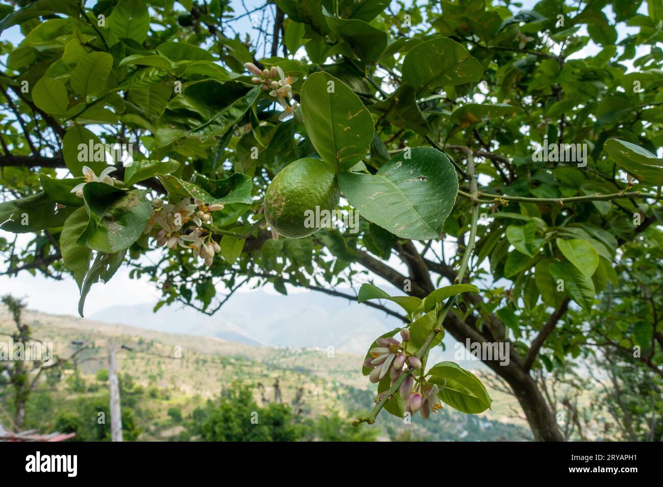 Eine einsame grüne Bergzitrone (Galgal) hängt an einem Zweig in Uttarakhand's Bio-Farmen und verkörpert frische, gesunde, Bio-Früchte. Stockfoto