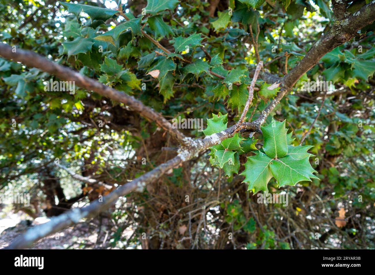 Kermes Oak Leaves (Quercus coccifera) in Himachal Pradesh, Indien Wald Stockfoto