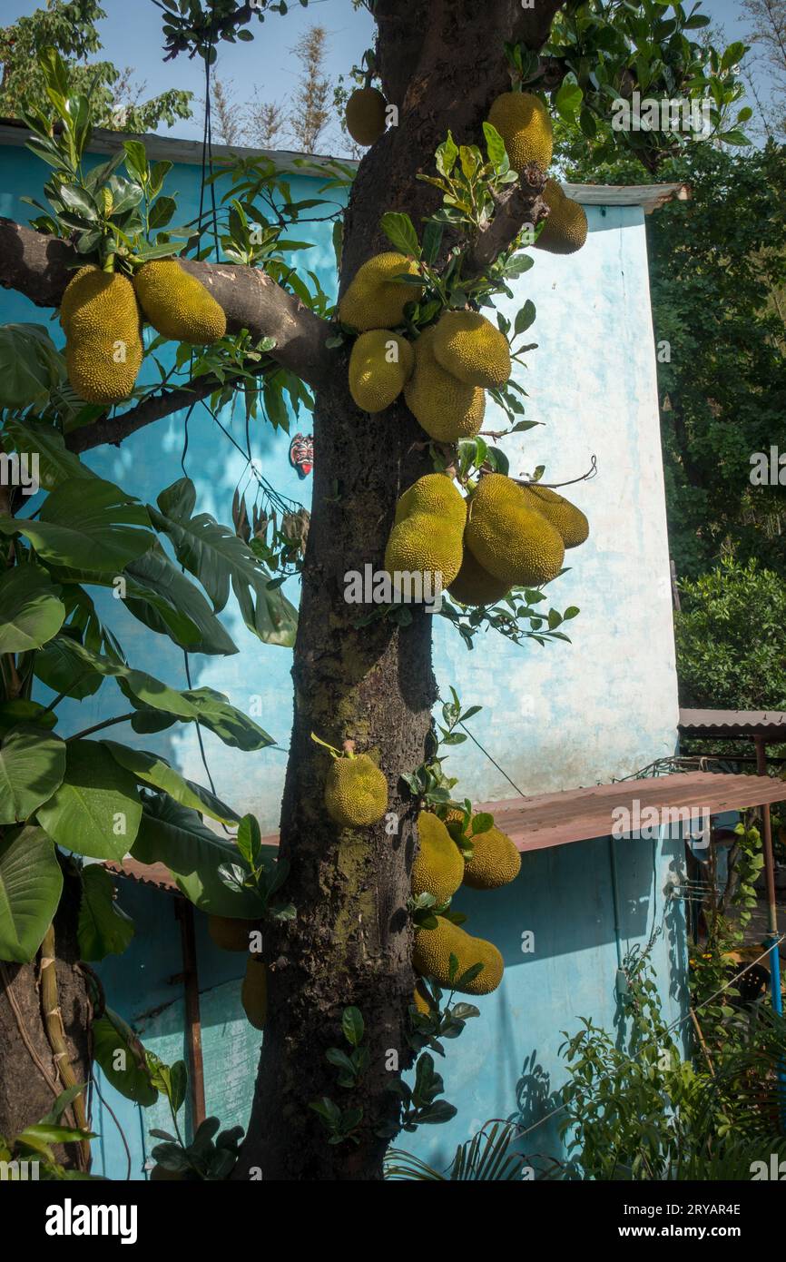 Reichlicher Jackfruit-Baum (Artocarpus heterophyllus Lam) in Indien, beladen mit Reifen Früchten Stockfoto