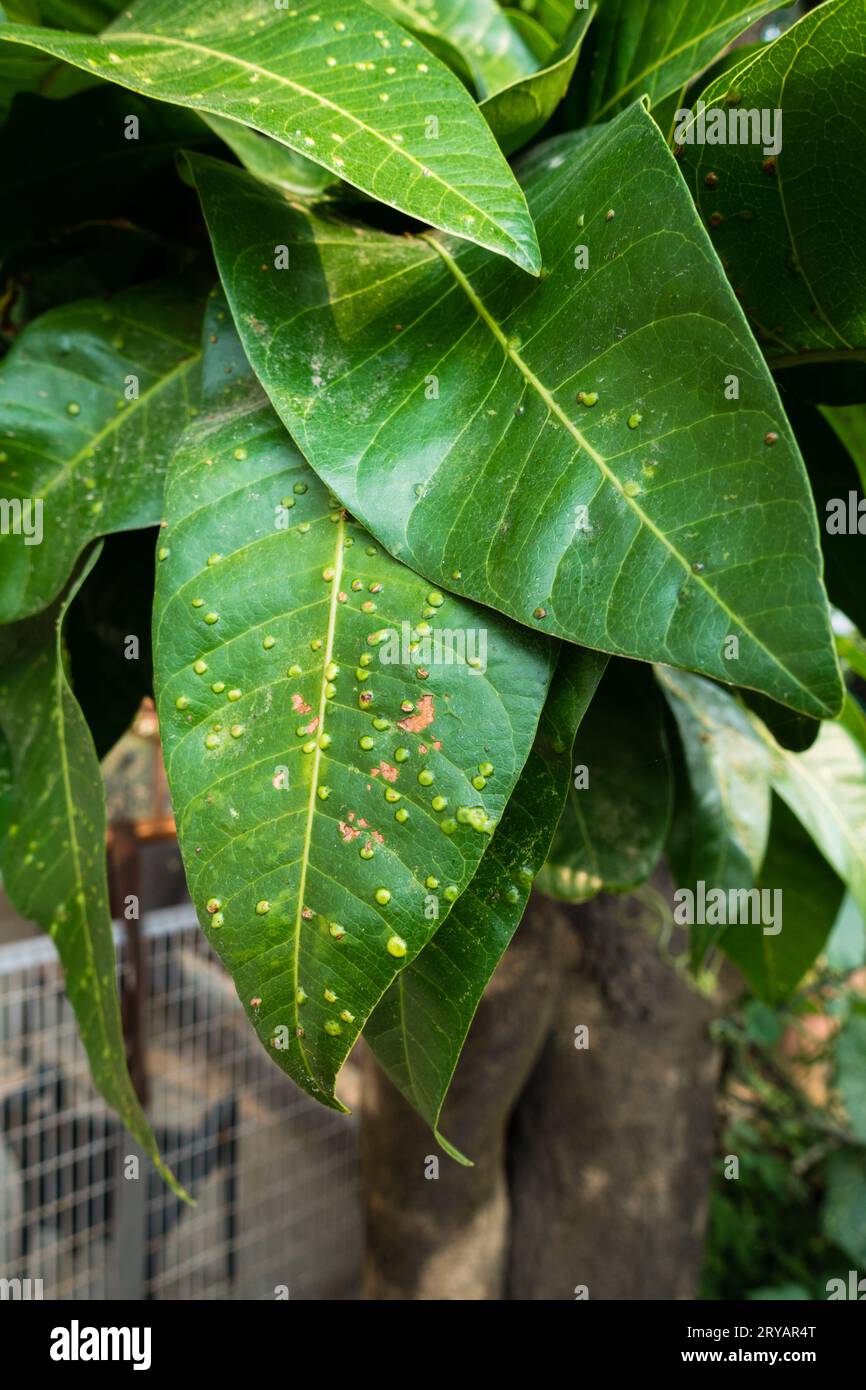 Mangobaumblätter mit weißen Flecken, die von Schuppeninsekten verursacht werden, die sich von pflanzensaft ernähren und Blätter, Äste und Früchte befallen. Indische Gärten. Stockfoto