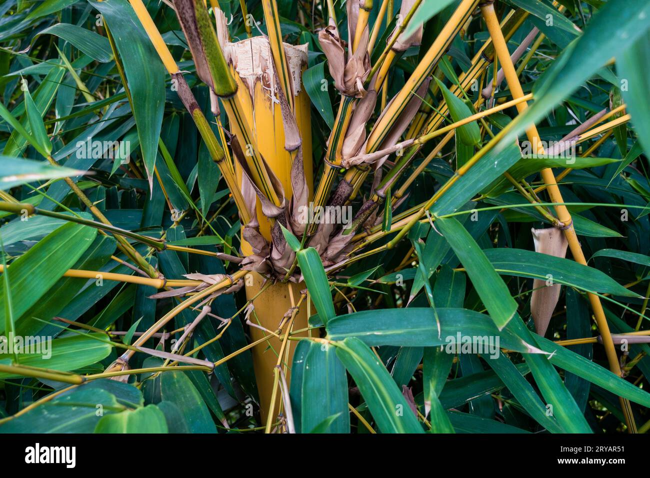 Indischer Bambusholz (Bambusa tulda) mit Ästen und Blättern, die aus seinem Hauptstamm keimen Stockfoto