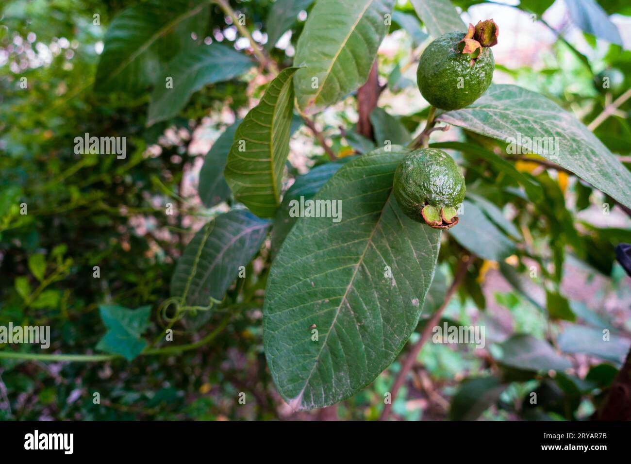 Nahaufnahme von jungen Guava-Früchten auf einem Bio-Bauernhof in Indien, der eine nachhaltige Landwirtschaft zeigt. Nährstoffreiche und gesunde Diät-Option Stockfoto