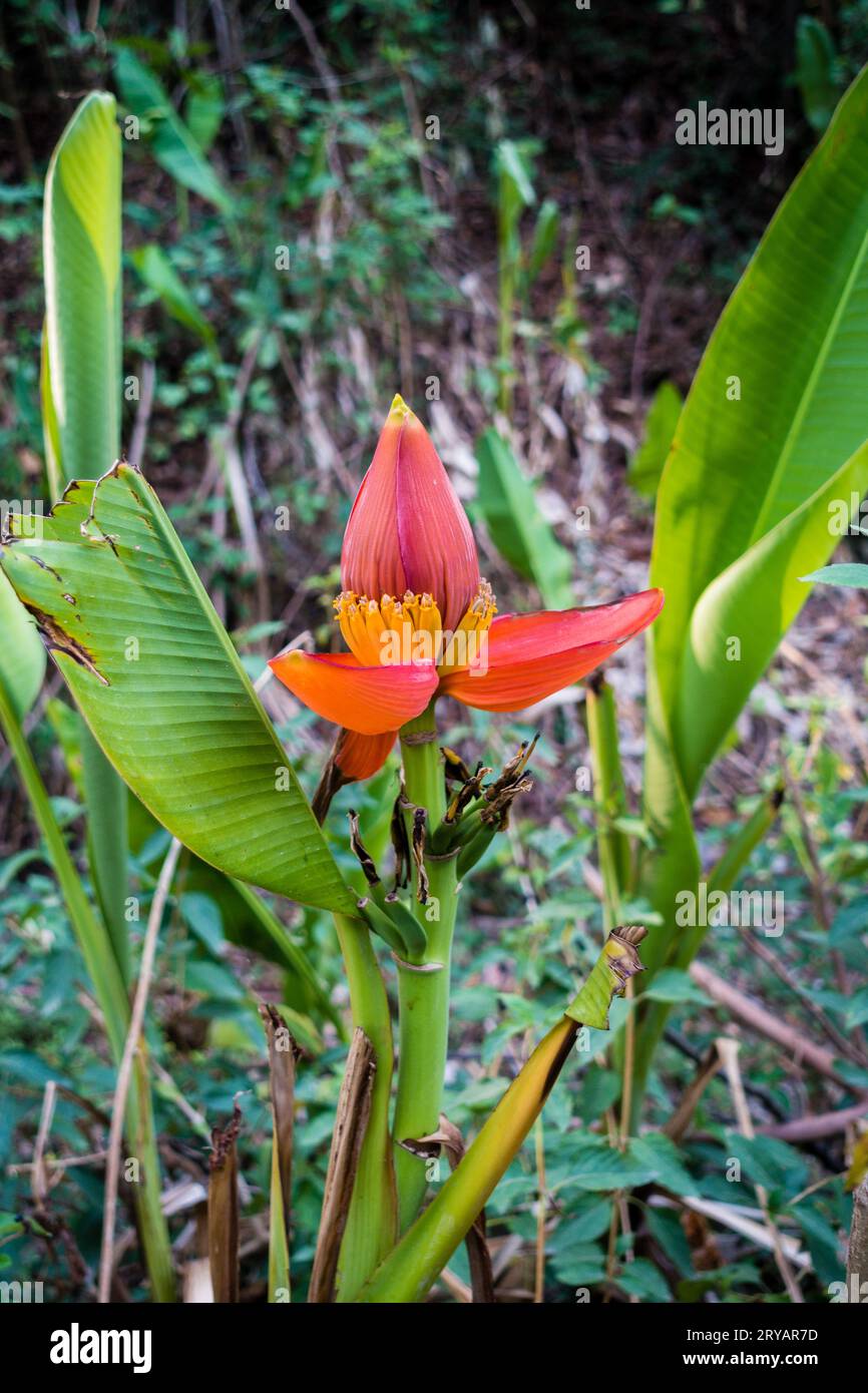 Junge Bananenbaumknospe mit kleinen Früchten: Ökologischer Landbau und nachhaltige Landwirtschaft in Indien Stockfoto