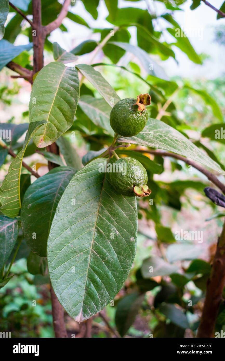 Nahaufnahme von jungen Guava-Früchten auf einem Bio-Bauernhof in Indien, der eine nachhaltige Landwirtschaft zeigt. Nährstoffreiche und gesunde Diät-Option Stockfoto
