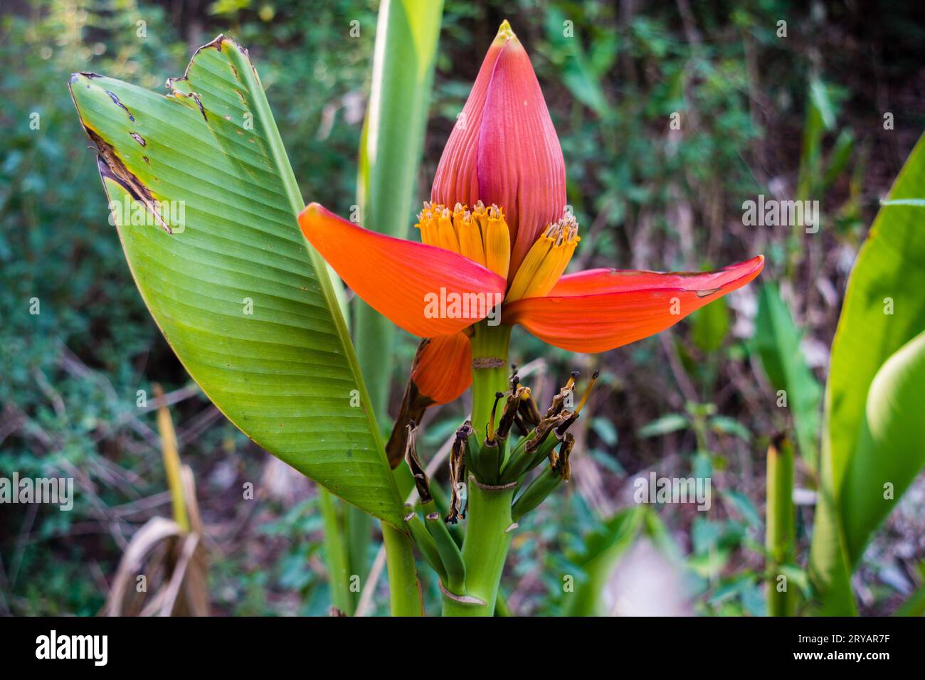 Junge Bananenbaumknospe mit kleinen Früchten: Ökologischer Landbau und nachhaltige Landwirtschaft in Indien Stockfoto