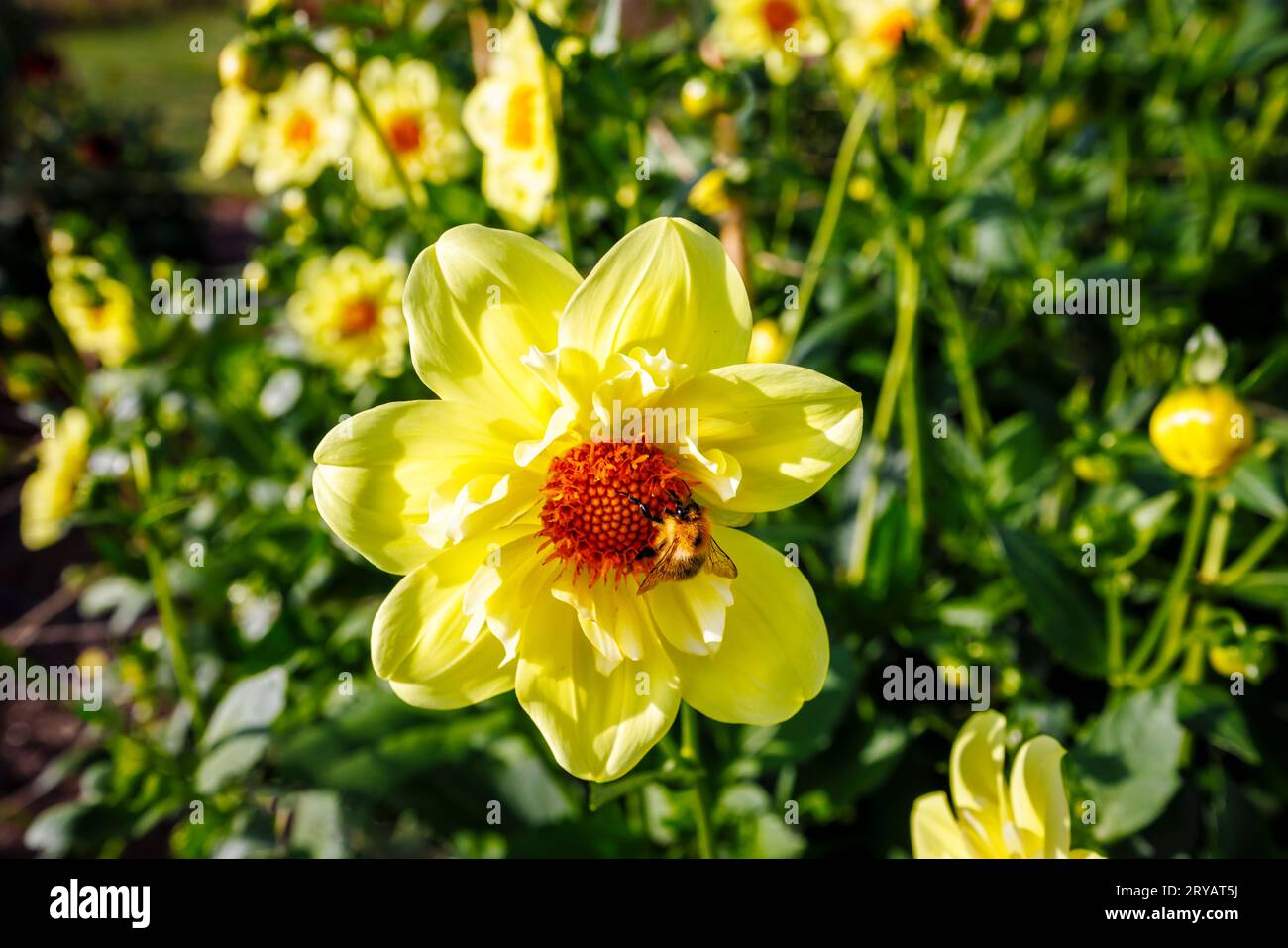 Eine Biene ernährt sich von Nektar aus den Bandröschen einer gelben Blume von Dahlia „Lemon sherbet“ im RHS Garden Wisley, Surrey, SE England im frühen Herbst Stockfoto