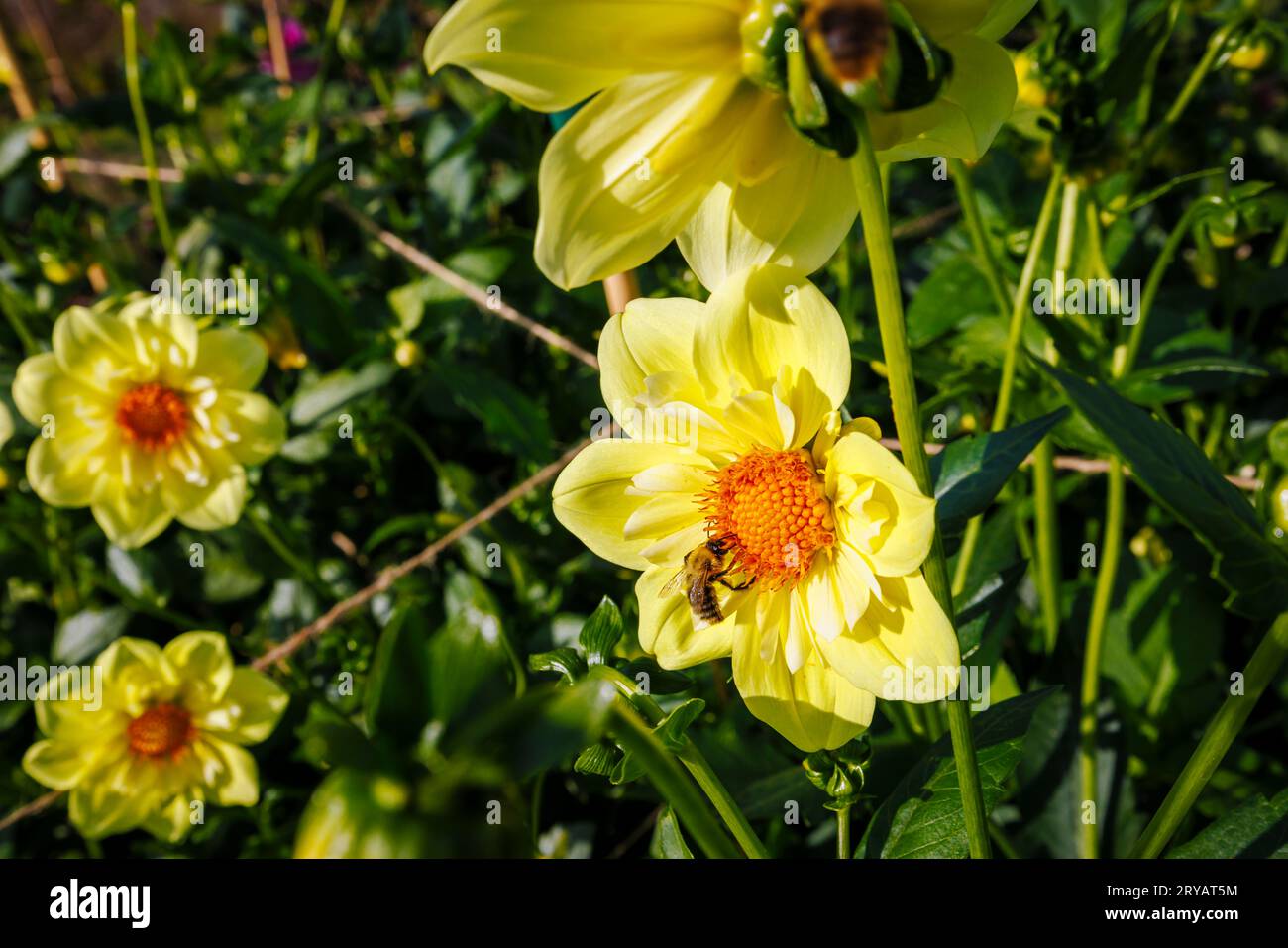 Eine Biene ernährt sich von Nektar aus den Bandröschen einer gelben Blume von Dahlia „Lemon sherbet“ im RHS Garden Wisley, Surrey, SE England im frühen Herbst Stockfoto