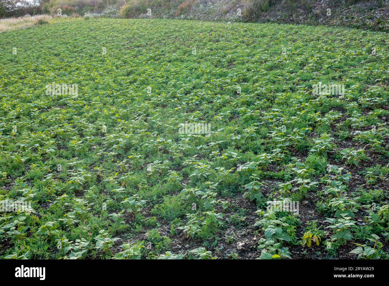 Anbau von Kidnierenbohnen, der Gemeinen Bohne (Phaseolus vulgaris). Die Biobaumplantage im Himalaya-Gebiet Uttarakhand. Stockfoto