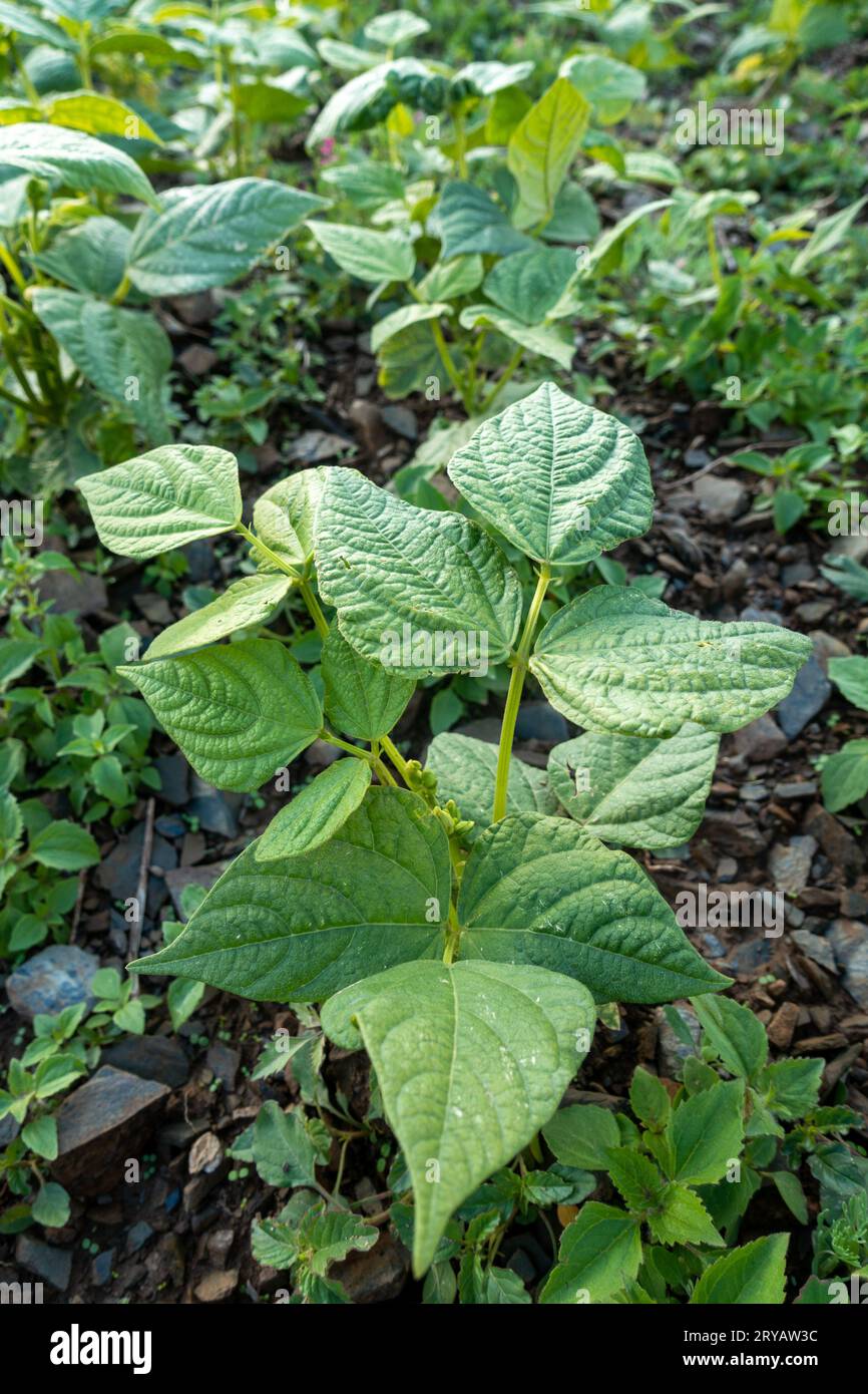 Anbau von Kidnierenbohnen, der Gemeinen Bohne (Phaseolus vulgaris). Die Biobaumplantage im Himalaya-Gebiet Uttarakhand. Stockfoto