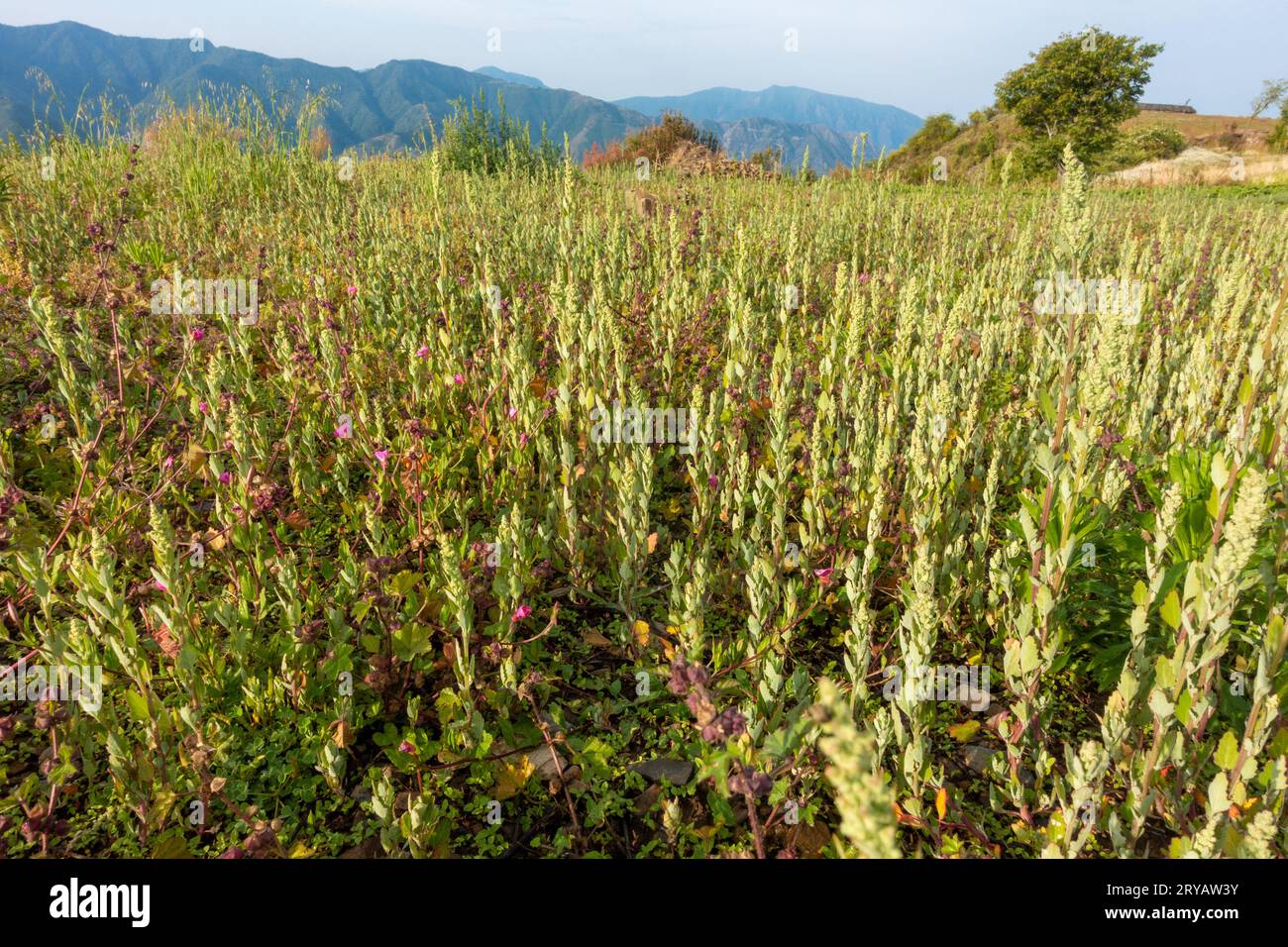 Reichliches Wachstum von Verbascum thapsus, der großen Königskerze, auf Himalaya-Wiesen, Uttarakhand, Indien. Stockfoto