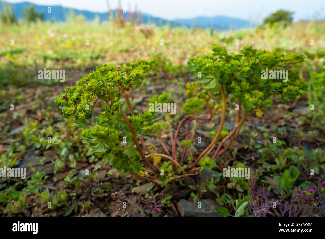 Euphorbia helioscopia, die Sonnenmilch oder Madfrauenmilch, blüht auf den Himalaya-Wiesen in Uttarakhand, Indien. Stockfoto