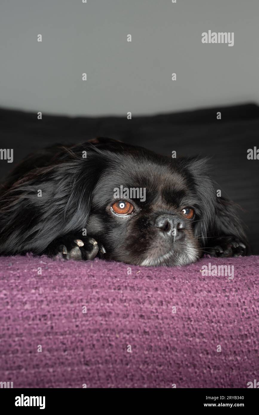 Mops, Shitsu und King Charles Cavalier gemischte Rasse Hund- Porträt Stockfoto