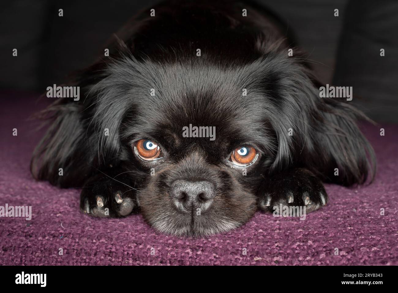 Mops, Shitsu und King Charles Cavalier gemischte Rasse Hund- Porträt Stockfoto