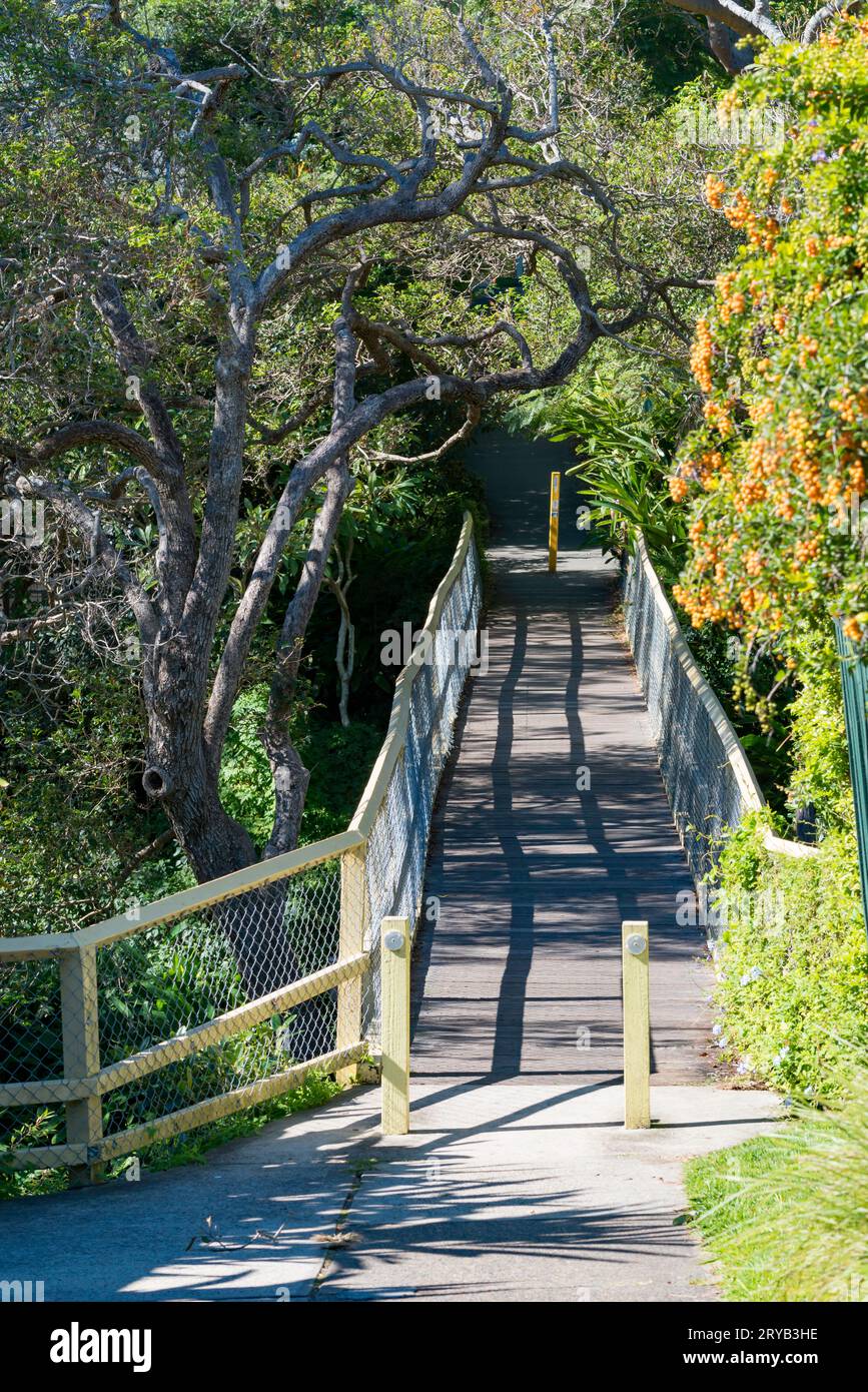 Eine kleine Holzsteg, Teil des North Harbour Walk zwischen North Harbour Reserve und Forty Baskets Beach in Sydney, New South Wales, Australien Stockfoto