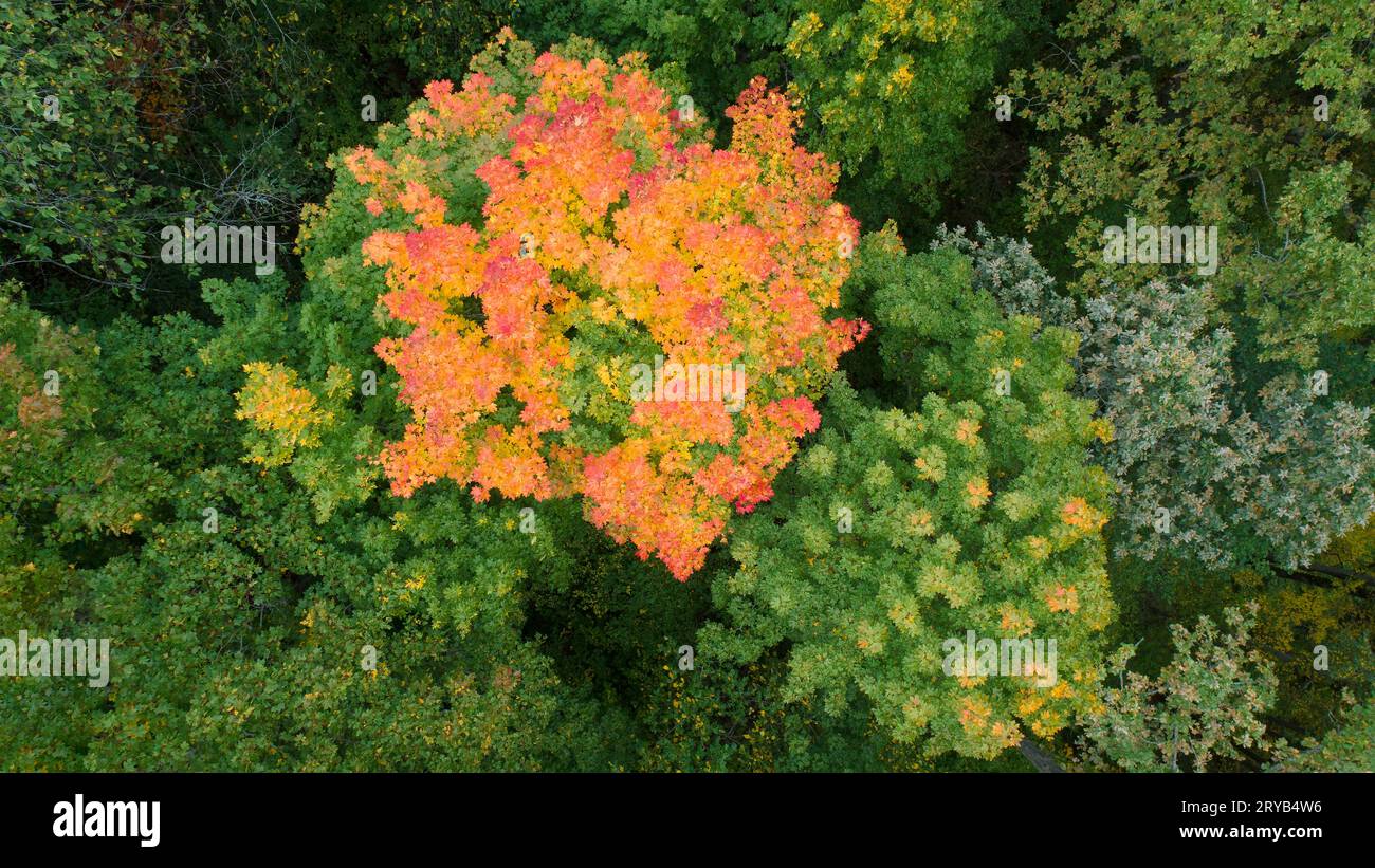 Herbstwald von oben, Herbstkonzept Hintergrund Stockfoto