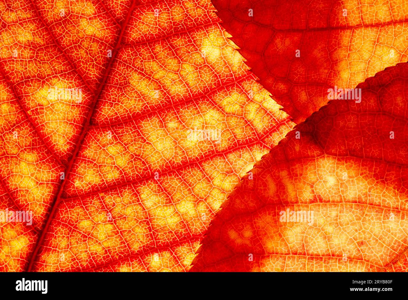 Heller Hintergrund Herbstsaison lässt Nahaufnahme mit Hintergrundbeleuchtung als Hintergrund, Vorlage oder Webbanner für das Design des Herbstthemas Stockfoto