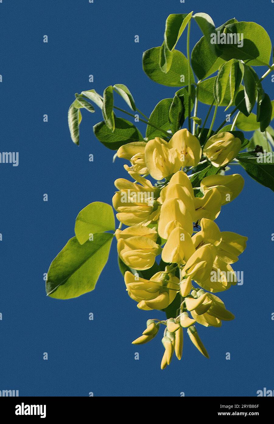 Laburnum anagyroides Stockfoto