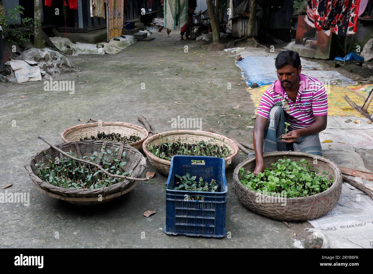 Munshiganj, Bangladesch - 18. September 2023: Viele Gebiete sind jetzt in Srinagar in Munshiganj unter Wasser, so dass Landwirte Samen in Körben in den Pflanzen Stockfoto